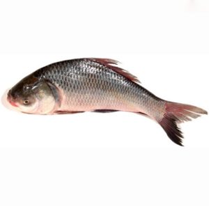 Catla - 1.5 kg